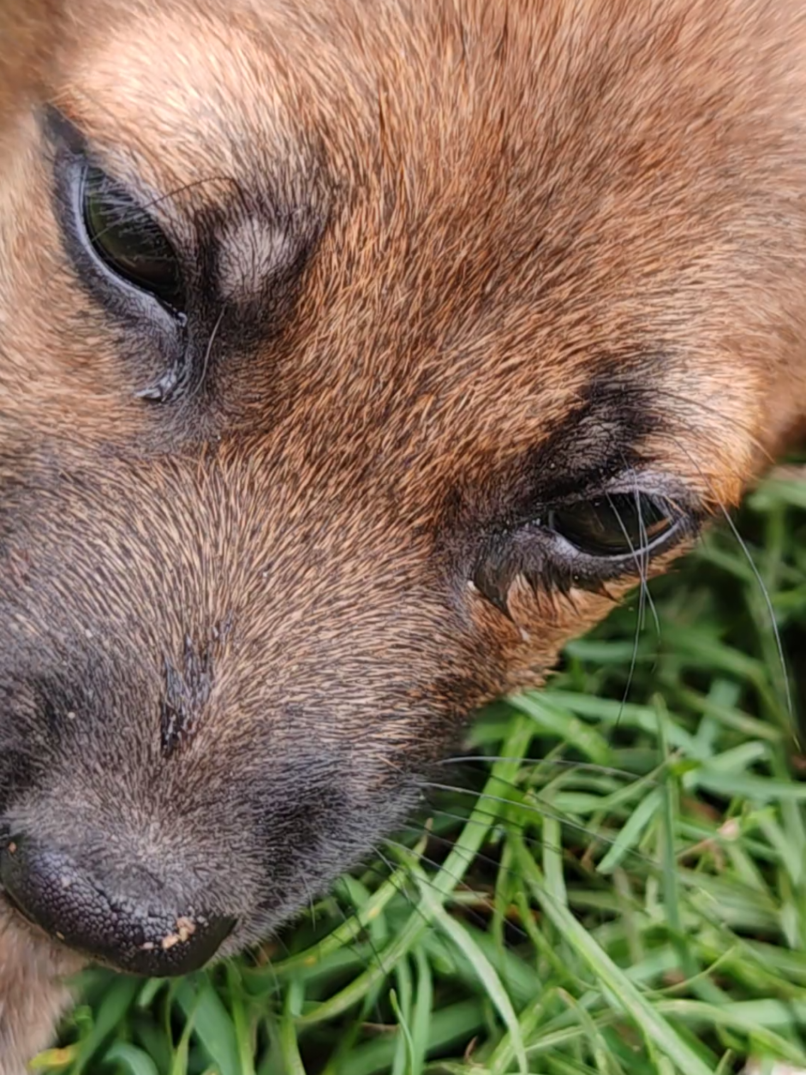 #dog #สุนัข #สุนัขน่ารัก #สัตว์เลี้ยงtiktok #โอเลี้ยง 