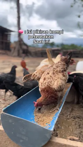 Bismillah ki ternak #peternaksapiindonesia #capcut #fyppppppppppppppppppppppp #ternak 