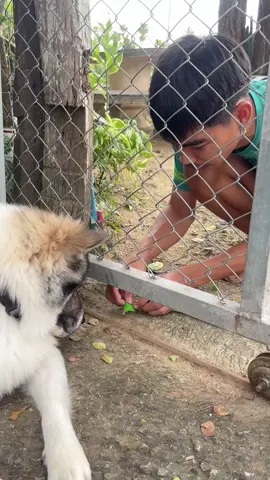 วันนี้เข้าคอร์ส “ จับงู ” กับบิ๊กฟุตประจำบ้าน 🐶🦖 ใครไหวไปก่อนเลย! #หมา #บางแก้ว  #หมาน่ารัก #ตลก 
