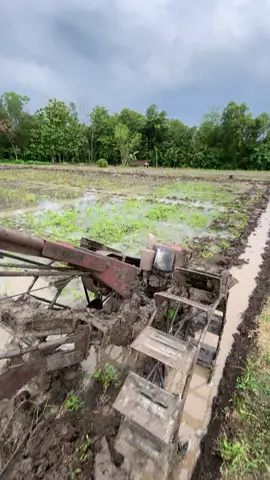 #teamngiwomadang #masukberanda #fyp #foryoupage #petanimuda 