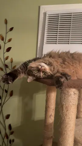 Emily is rarely right side up. #mainecoon #kittytok #polydactyl #cats 