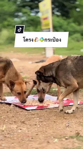 โครง🐔🐠กระป๋อง