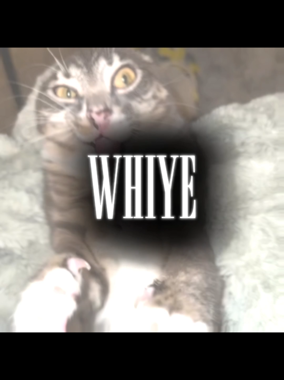 Miaw Meow🐱|Cat Edit🤞| #cats #catedit #cute #fyp #viral |•Montagem Miau•|✌️🥹