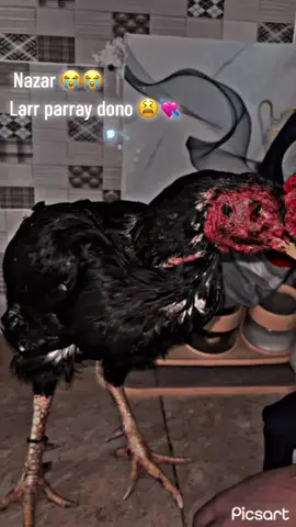 Iss k lia dua karray 😭🫡