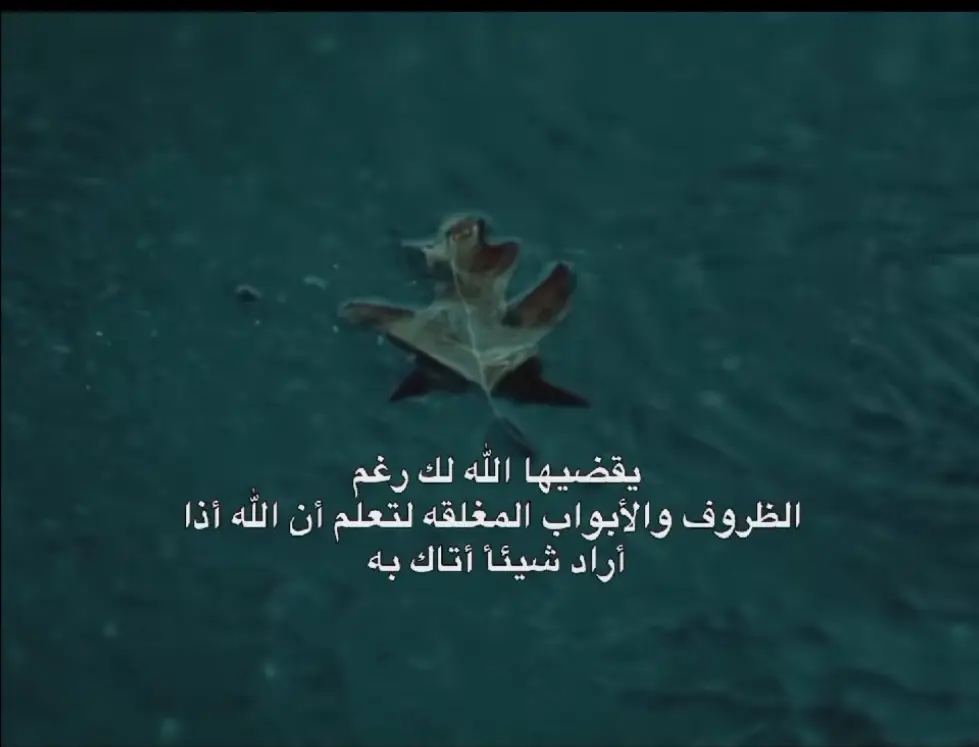 🤍🌸🦋#اكسبلور_متابعه_ولايك #اقتباسات_عبارات_خواطر #تصميم_فيديوهات🎶🎤🎬 #اكسبلور #عباراتكم 