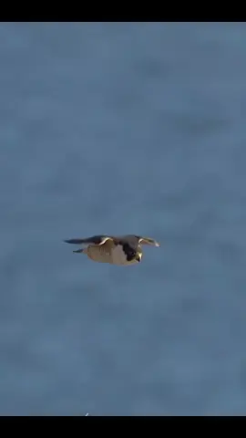 #foryou #foryoupage #unfrezzmyaccount 