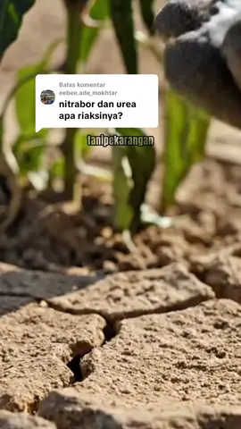 Membalas @eebee.ade_mokhtar UREA atau NITRABOR 👉👉👉@TANIPEKARANGAN #creatorsearchinsights #urea #pupuk 