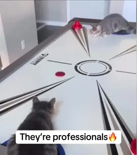 They’re professionals #fyp #viral #cat #cats #memes #funny 