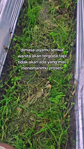 itu fakta😏 #petanigenz #storypetani #petanicabai x #kacangpanjang #galaustory 