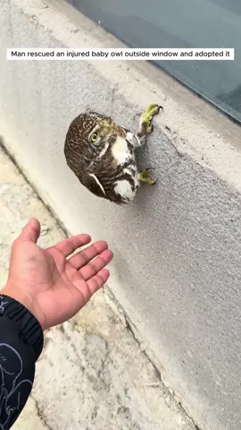Man rescued an injured owl outside window and adopted it #animal #animalsoftiktok #animallover #rescueanimals #owl 