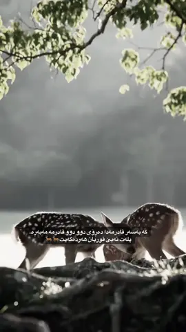 هەر دەگەیت هەتیم دوو دوو مەبڕە#foryou #غزال #غزال_التيك_توك #hawler_slemani_dhok_karkuk_hallabja #گەرمیان 