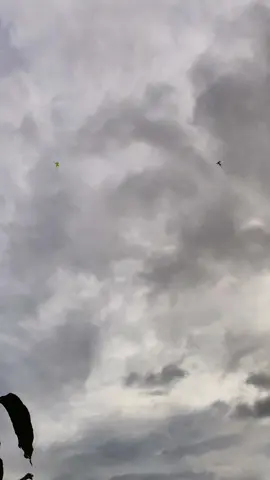 จุฬา1เมตรคู่กับว่าวสองห้อง2เมตรสวยมาก🪁🇹🇭💕🍃#ลมหนาว #ว่าวสองห้อง2เมตร #ว่าวจุฬา #ฟีดดดดดดดดดด🥺 #ไทยนี้รักสงบเเต่ถึงรบไม่ขลาด 