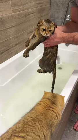 ЛАЙФХАКИ, КОТОРЫЕ НАМ ПОМОГЛИ👇🏻 1. После купания хорошо обтереть их полотенцем/пледом на котором они спят и есть их запахи🐾 2. Покормить их любимой вкусняшкой и миски расположить рядом друг с другом. Еда очень сближает❤️ 3. Устроить игру, которая их объединит. Наши любят играть с дразнилкой, либо же играем в догонялки🐱 4. Дать кошачью мяту. Это их немного расслабит и успокоит🌿 И не забываем, что купаем мы только по необходимости🙏🏻 