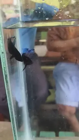 👂👁️ หาง #เทรนด์วันนี้ #ปลากัด #หม้อมาเลย์🇹🇭🇲🇾 #คิวสวนมะเขือ🐟❤️ 