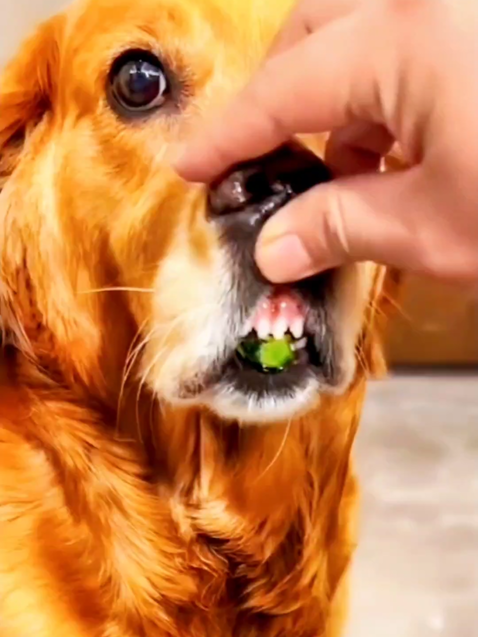 🤣Funny Animals 2025🤣Funny Dogs Video🐶 part-232 #funnyanimalvideos #funnyanimals #funnyvideos 