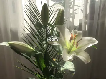 — #текстпесни #липсинги #песни #вайбоваямузыка 