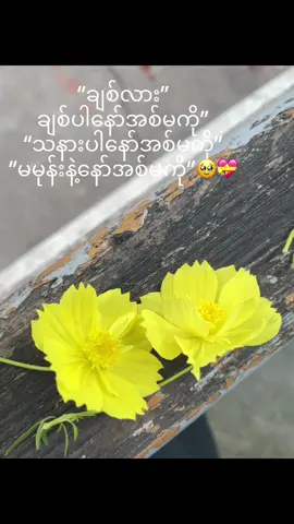 #🌻 #so beautiful song#I like it