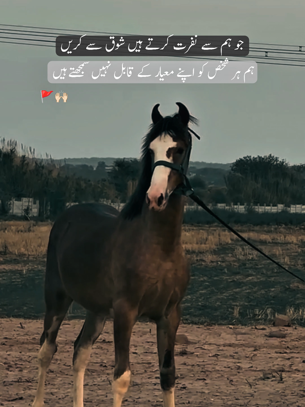 Bilkul 🚩🙌🏻 #horse #fyp #statusvideo #poetrystatus #viralpoetry 