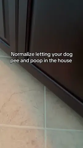 Oh shoot #dachshund #doxiesoftiktok #dachshundsoftiktok #doxie #fyp