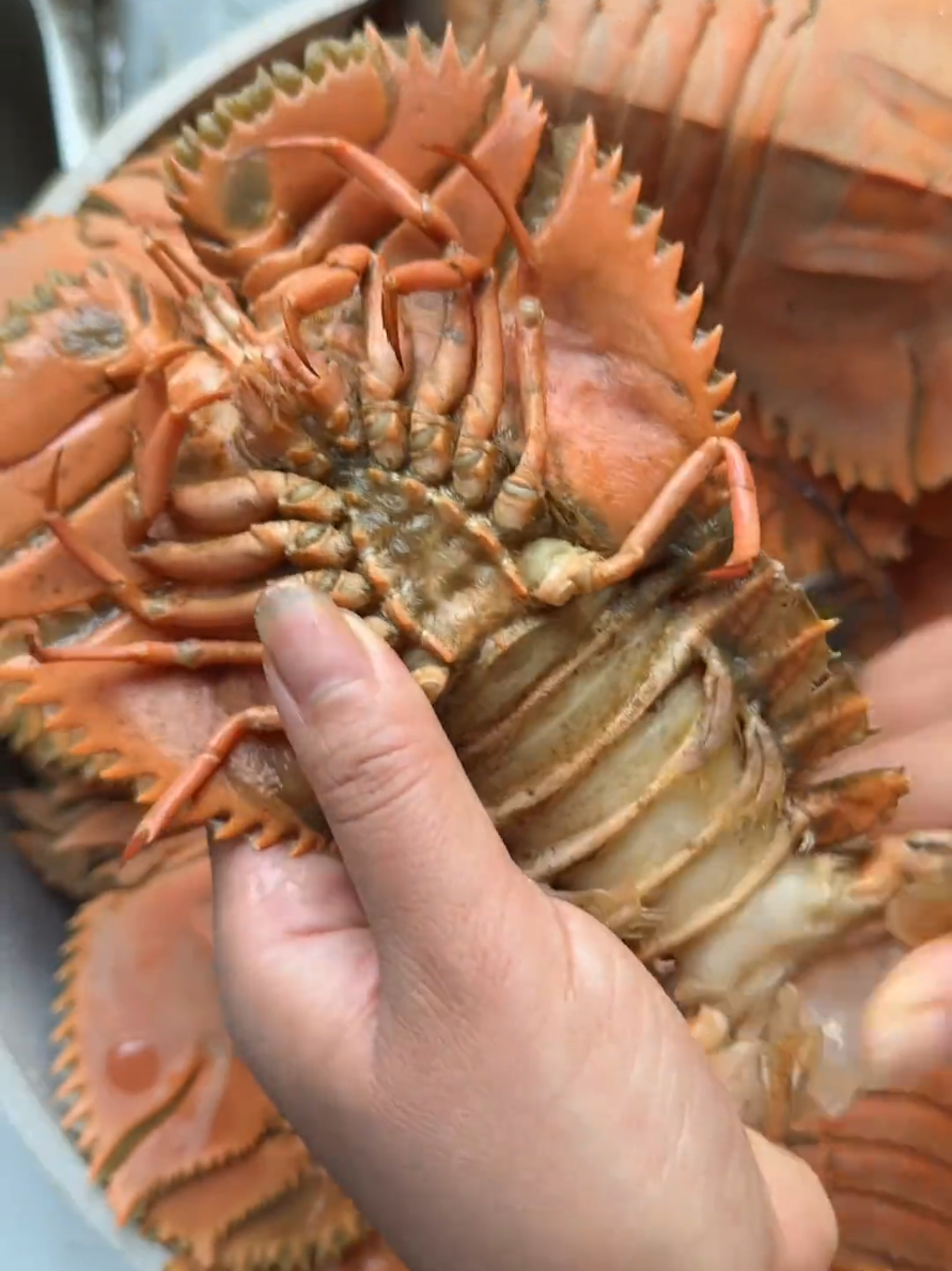 กั้งกระดาน#tiktokครีเอเตอร์ #tiktokshopครีเอเตอร์ครีเอเตอร์  #tiktokครีเอเตอร์🛒 #กินกับtiktok #กั้งกระดาน 