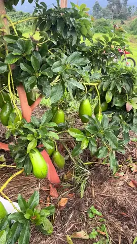 Bibit Unggul Alpukat Siger