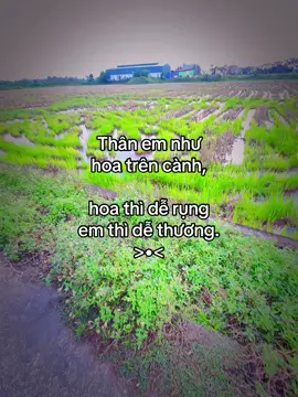 Phần 20 | Thân em như hoa trên cành, hoa thì dễ rụng em thì dễ thương.      #fyp #xh #captamtrang #yeuem #minhchi 