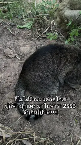 ไม่ได้ขิงนะ 🥰 #เทรนด์วันนี้ #ครีมโจเซ่ #แพ็คคู่ครีมโจเซ่ #โจเซ่ลดรอยแตก #โจเซ่กระปุกแดง 