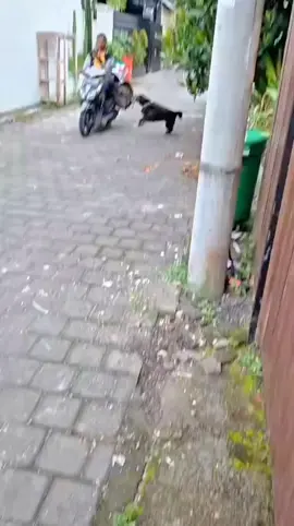 Bagaimana menurut kalian jika di posisi seperti Abang kurir ini?? #kurirpaket #kurir #dog #anjing 