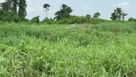 Merci à Tsam Tsam pour cette magnifique vidéo 🦛🌳🇬🇦✨ situé dans le ( Moyen-Ogooué ) #wildlife #adventure #forest #animals 