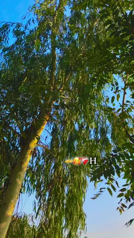 love you 😘 H 🫴🫀💍