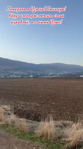 Izya flies with the cranes #изяизизраиля #изя #freeflightparrot #свободныеполеты #попугайизя