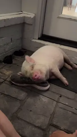 I found her fast asleep on a shoe pillow. 👟😴 #pig #pigs #pigsoftiktok #piglet #minipig Credit: 📷 Pickles the Pig