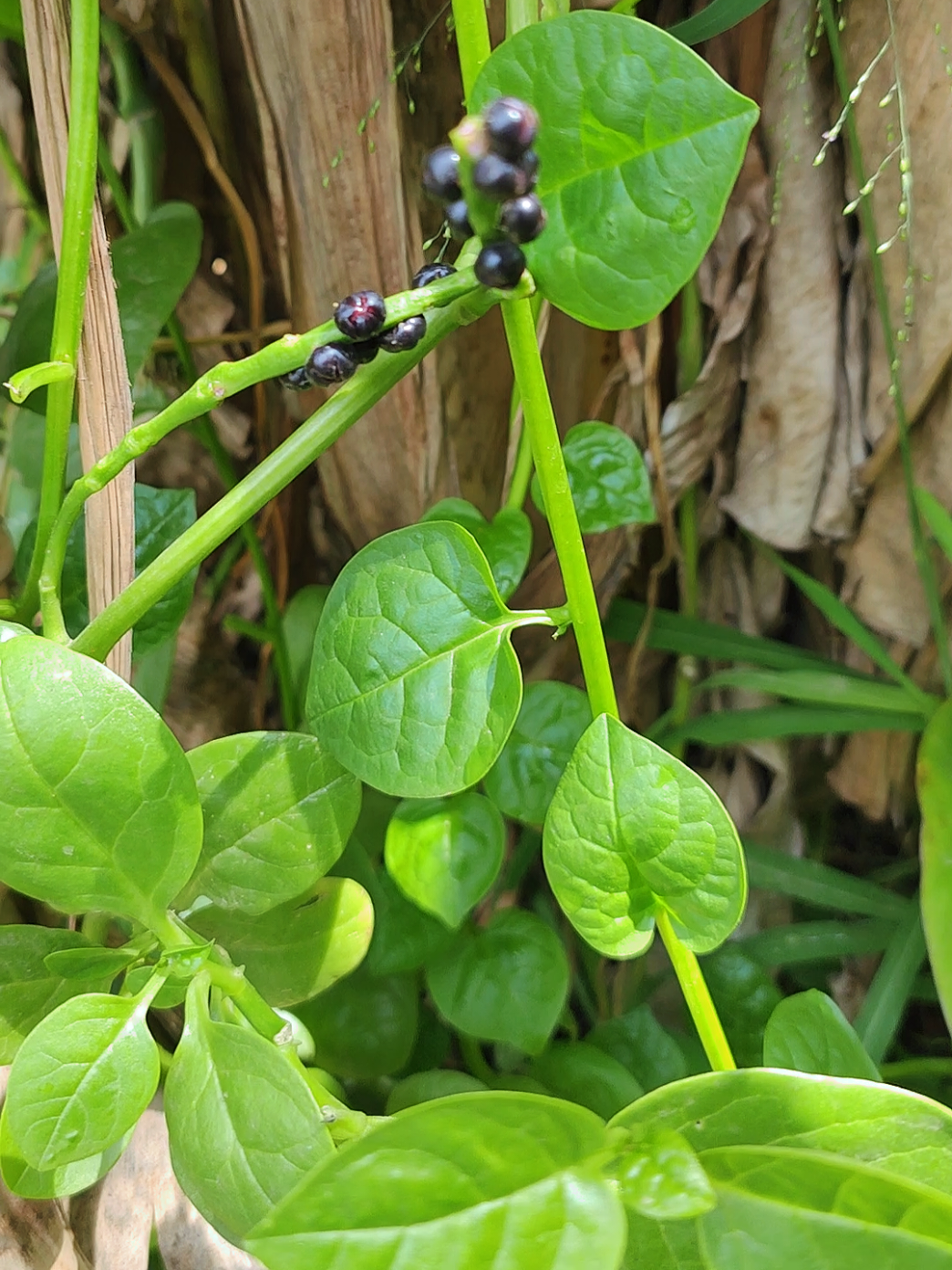 what you pastor uses third eye cheap and easy to find #herbstv #herbsandmystics #ghanatiktok🇬🇭 #nigeriatiktok🇳🇬🇳🇬🇳🇬 #herbs 