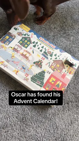 Oops…. Oscar has found his Advent Calendar…. @Butternut Box #adventcalender #dogtreats #blackfriday #tiktokmademebuylt #fyp 