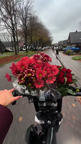 #جوي#مطر وورد 🌸🥀#هولندا🇳🇱 #ورد 