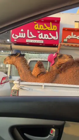 #كيوت💞 #كياته🥺💕 #الشعب_الصيني_ماله_حل😂😂 #اكسبلورexplore #fyp 