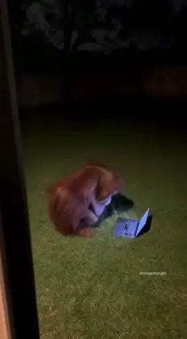 No privacy 🦧 #orangutan #bigfoot #yeti #fyp 