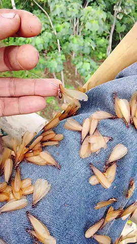 Musim laron tanah mancing mania pindah keu udara.😱 #mancingburungdadali #fypage 