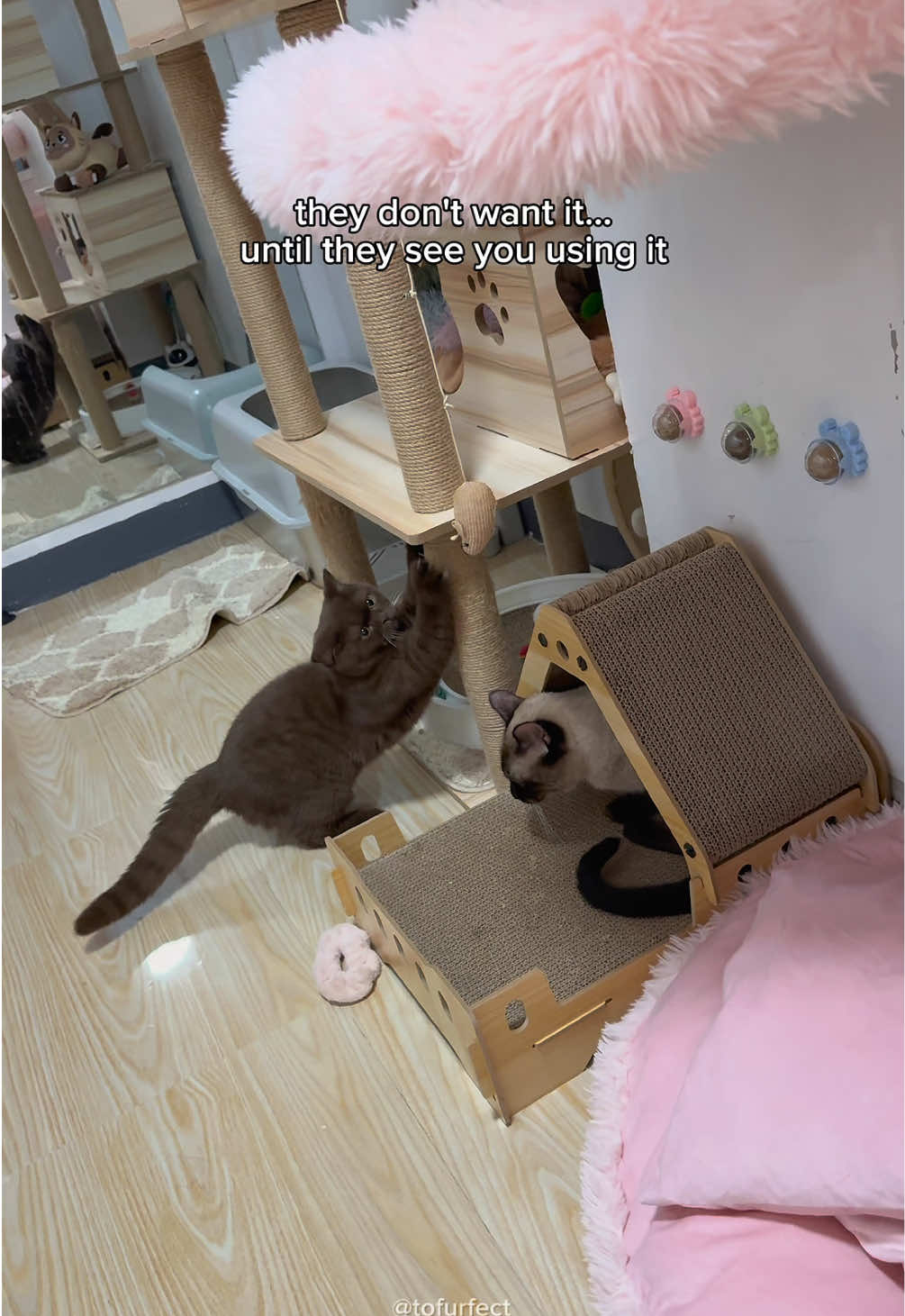 so petty 😂 #catsoftiktok #cattok #cute 