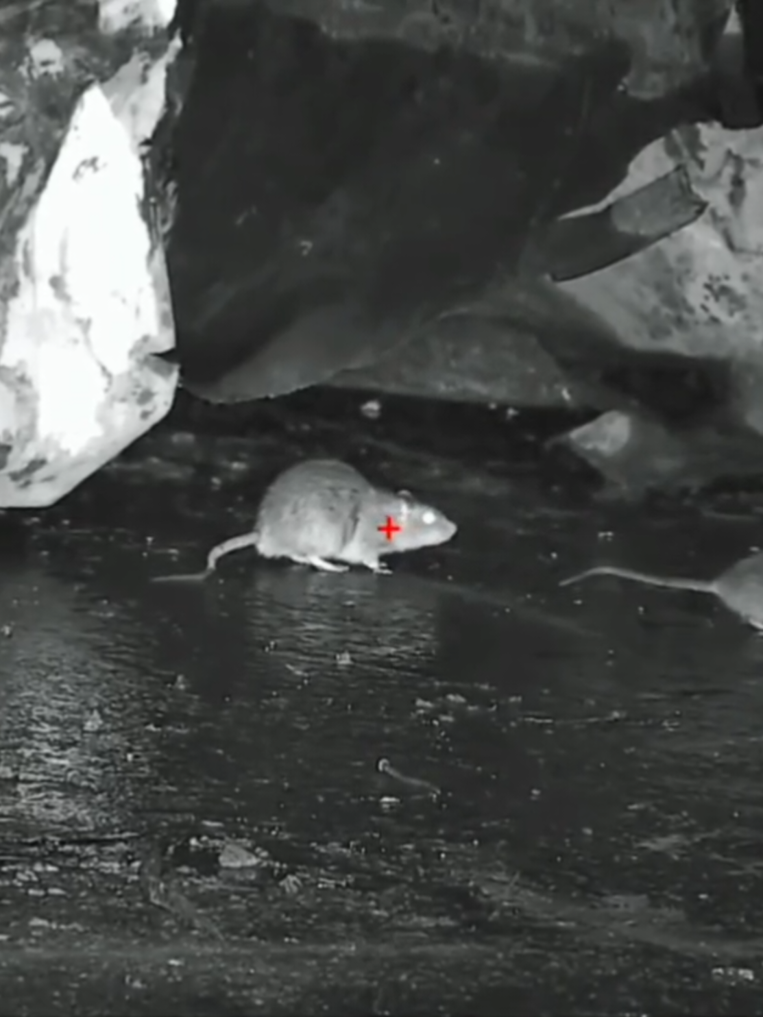 👉🏻 SIGA SE APOIA! 🐀🎯 Nossa missão é proteger colheitas, lares e pessoas - não prejudicar animais. Todas as ações fazem parte de práticas éticas e legais de controle de pragas. Removemos pragas que danificam as culturas e propagam doenças - sempre seguindo métodos humanos e legais.  Nosso objetivo: um ambiente mais limpo e seguro tanto para os seres humanos como para a vida selvagem. #dedetizadora #dedetização #rato  #controledepragasurbanas #pragaurbana   