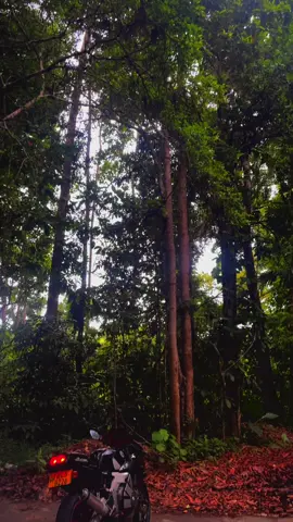 CBR 250 Forest 👀#gullarm250🚀👹😍 #gullarm250_lovers #gullarm #gullarm250 #cbr250rr @Gullarm මහගෙදර..😈🚀 @bike පිස්සෝ @Gullarm Mahagedara 