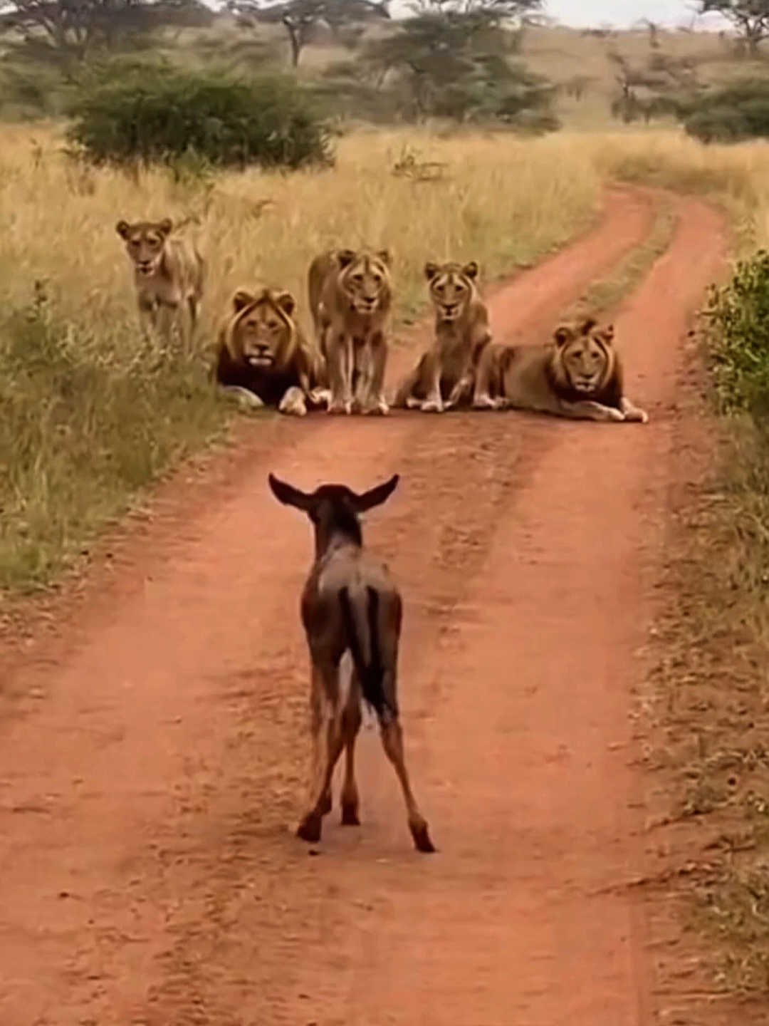 2The wildebeest battles the lion 😂#funny#funnyvideo#fyp#lion