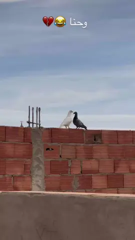 #الشعب_الصيني_ماله_حل😂😂 #الجزائر🇩🇿_تونس🇹🇳_المغرب🇲🇦 #foryou #fypシ゚ #ابونيو_خاوتي_ربي_يحفظكم❤️ 