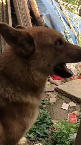 大黃真的很乖！#大黃 #狗狗 #狗狗成精了 #狗狗的日常 