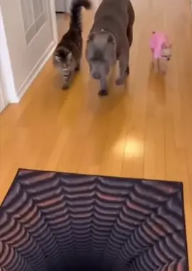 Bro sacrificed his homey to make sure it was safe 😂😂😂 #dog #cat #blackhole #fyp #wow 