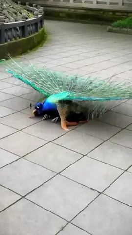#peacock #dance #fyp #animals #viral 