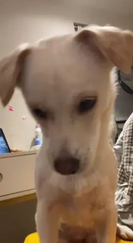 Pet the dog's head and it will behave.#swaydancetrend #dancingpup #puppydance #cachorro 