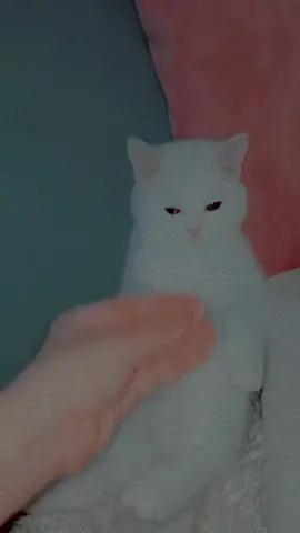 #ليك______🖤___متابعه____اكسبلووور #مالي_خلق_احط_هاشتاقات🦦 #