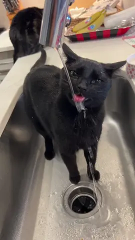 Luca has snow from the Christmas tree on him #cat #cats #blackcat #catsoftiktok #catlover 