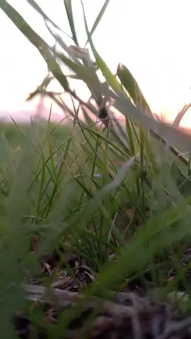 جزء/ 40#تقرير_سمير_دويدي😍 #العيد_بن_حمده #lan🧿🧿 #الملكي_lan🧿 #فارس_عوض 